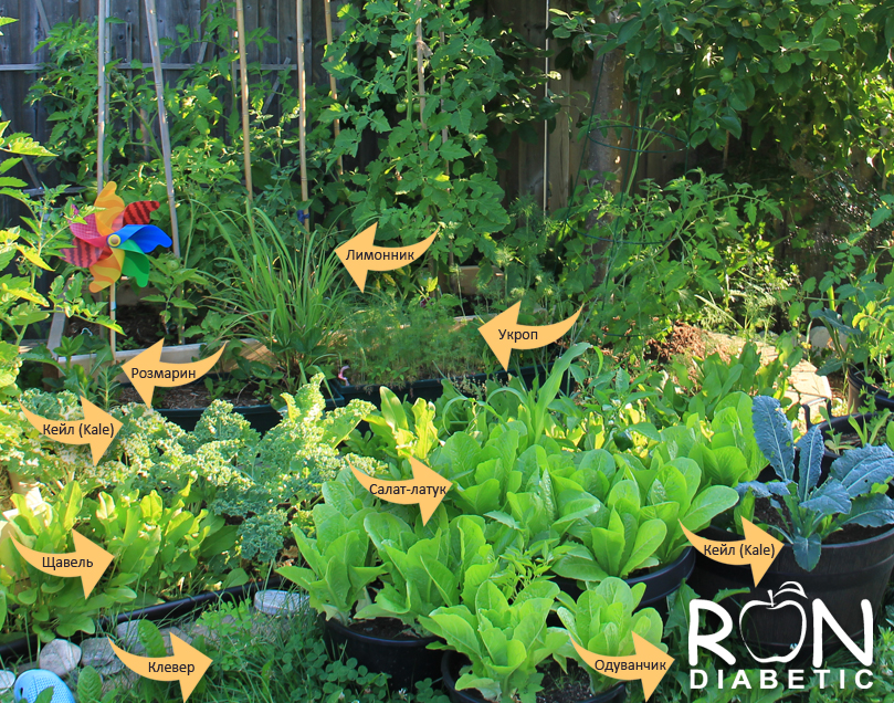 Наш огородик летом...