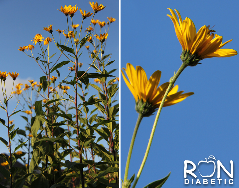 Вот так цветет Топинамбур или Иерусалимский артишок